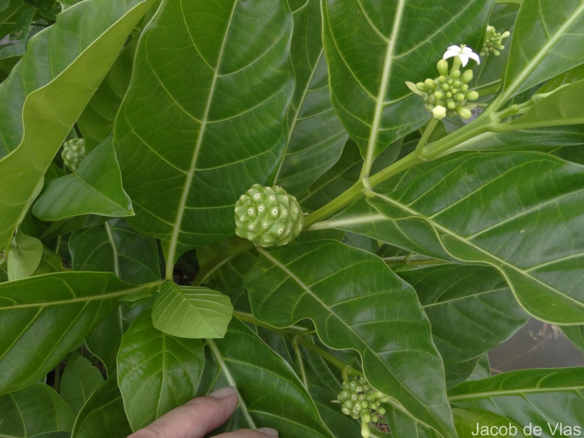 Morinda citrifolia L.